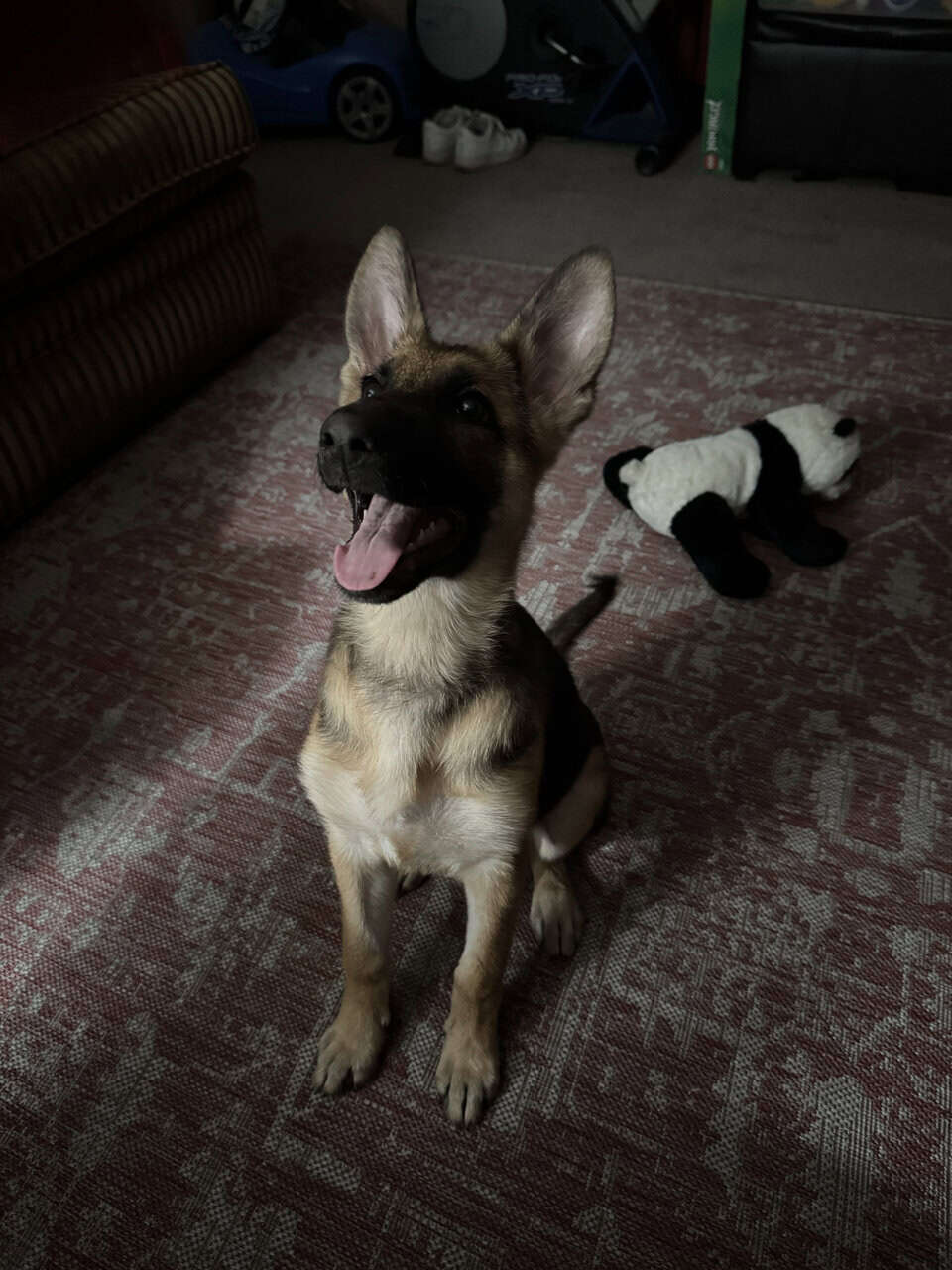German Shepherd Puppy 4 Month Old image 4