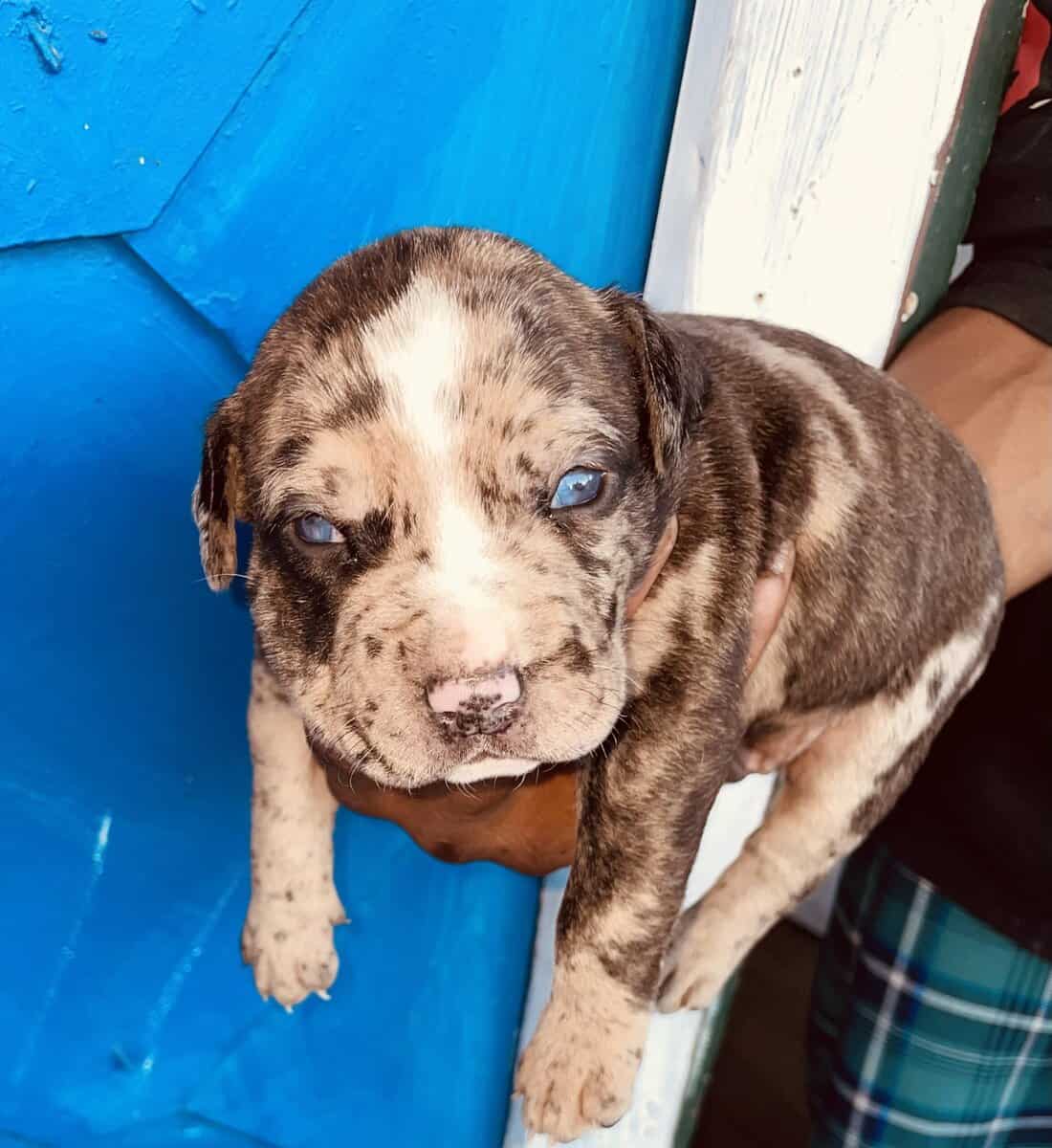Merle American Bully Puppies for sale image 4
