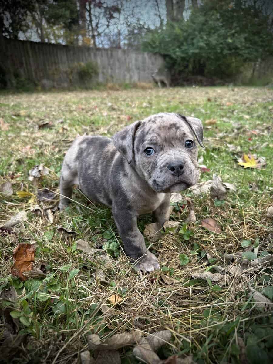 Maverick (Champion Bloodline) image 1