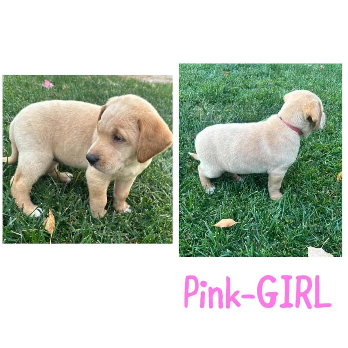 AKC Labrador puppies image 6