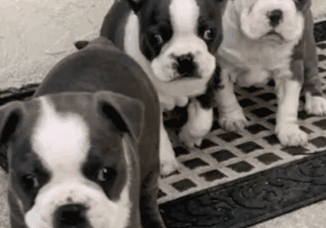 Three beautiful Boston terriers.