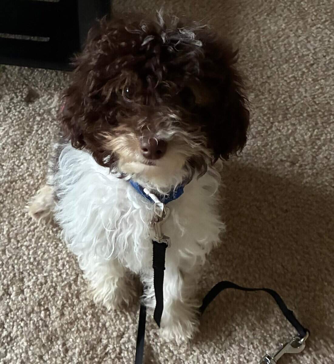 Adorable 4-Month-Old Cavapoo Puppy – Choc&White image 1
