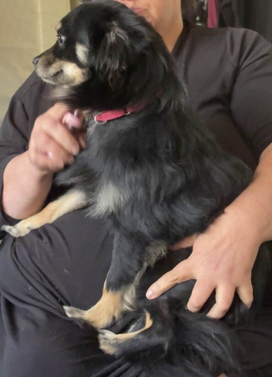 German Spitz ‘Enzo’ image 4