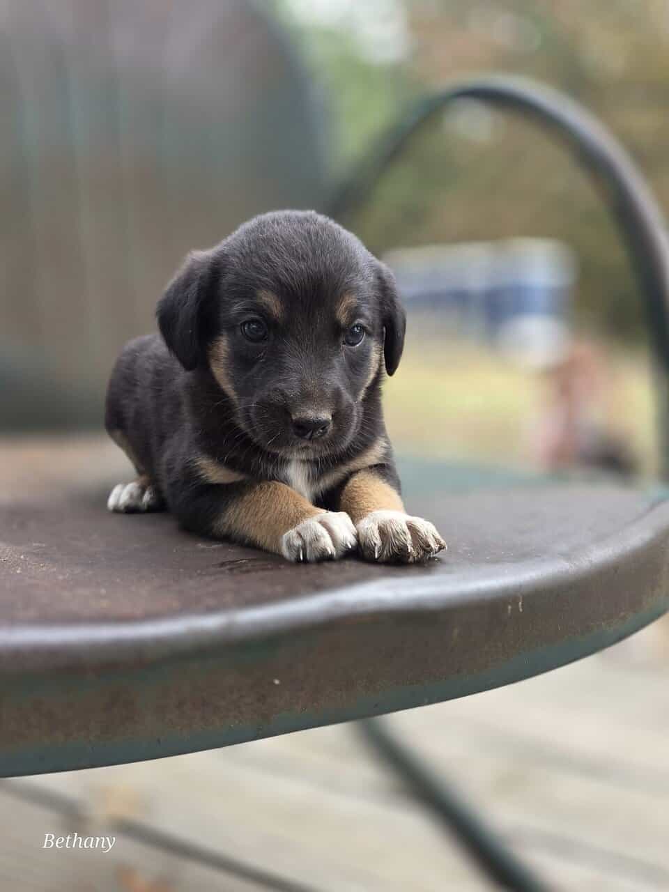 German Shepherd/Aussie X image 4