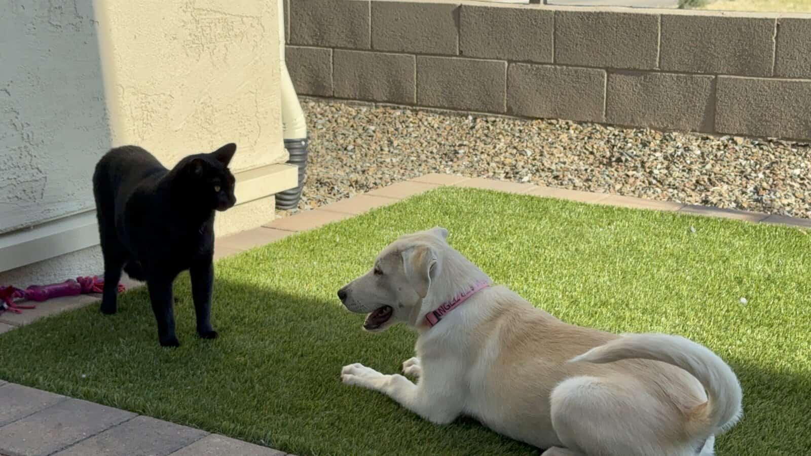Meet 6 month old Angel – The Sweetest Lab/Husky! image 3