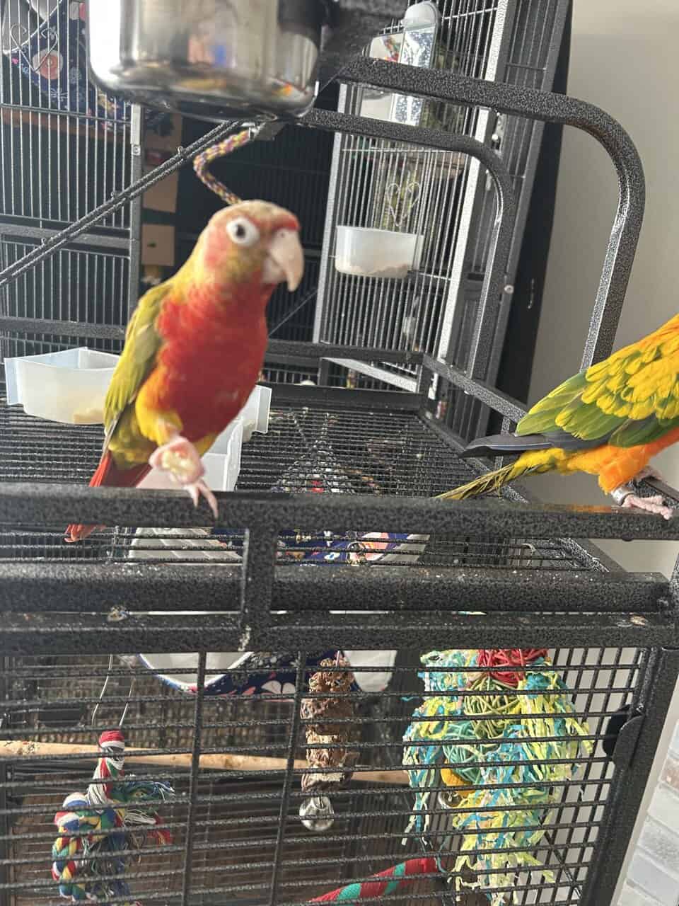 Hybrid green check conure image 1