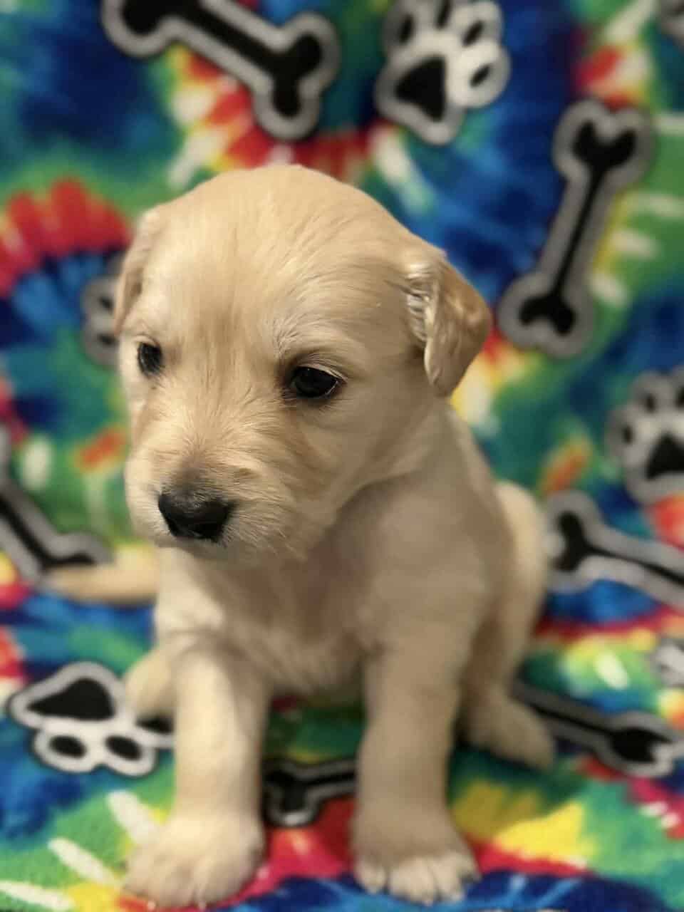 Golden Retriever Puppies image 6