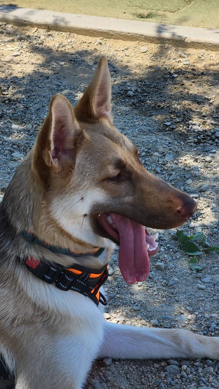 Sofia needs a forever home image 3