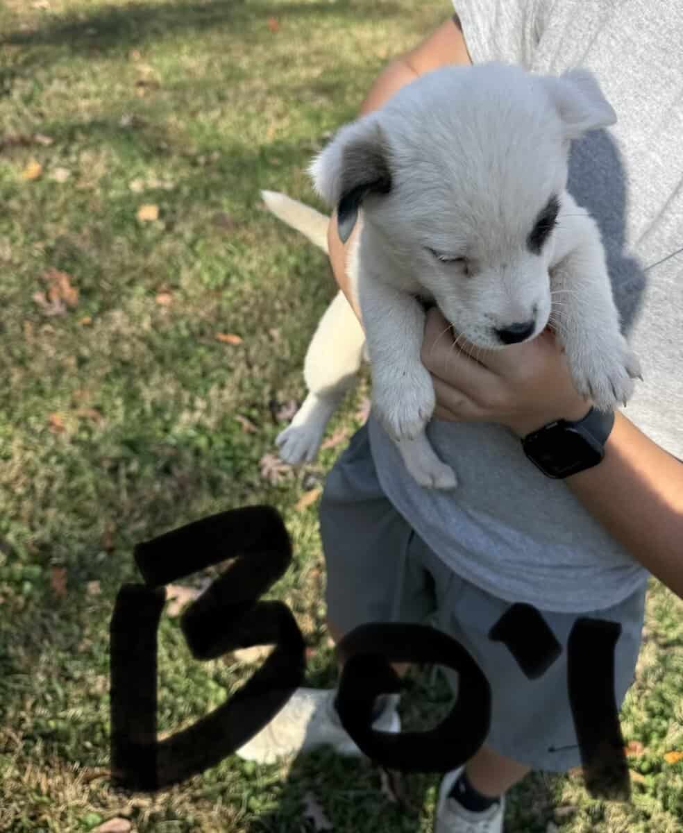 Siberian husky pit puppies image 4