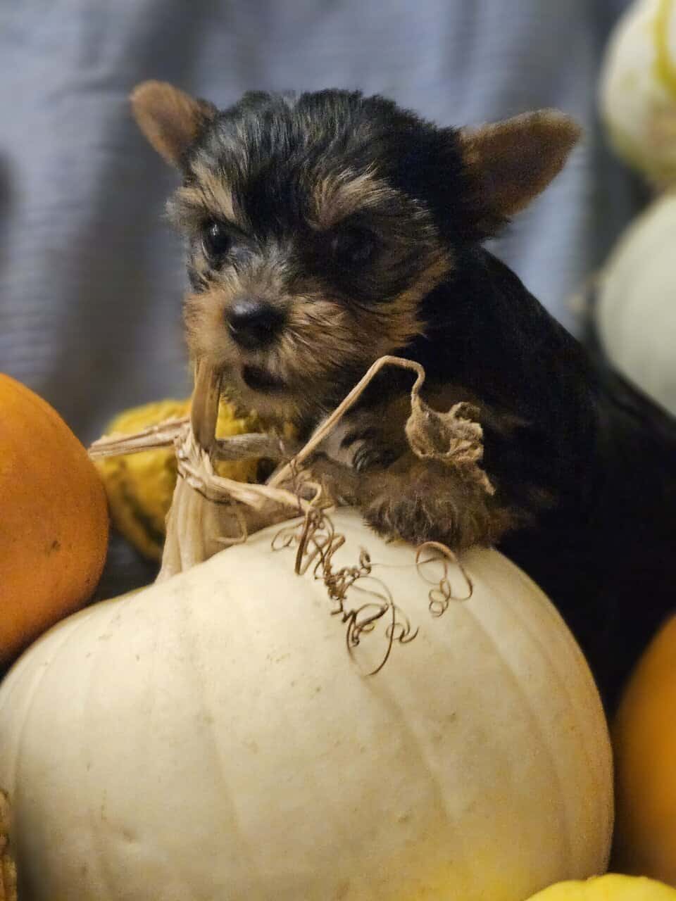 Yorkie puppies for loving home image 4