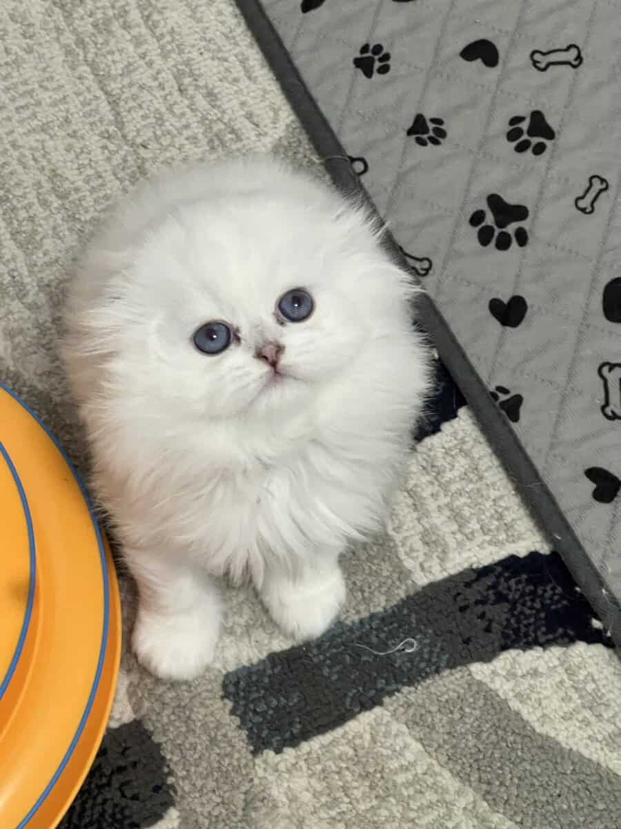Scottish kittens image 3