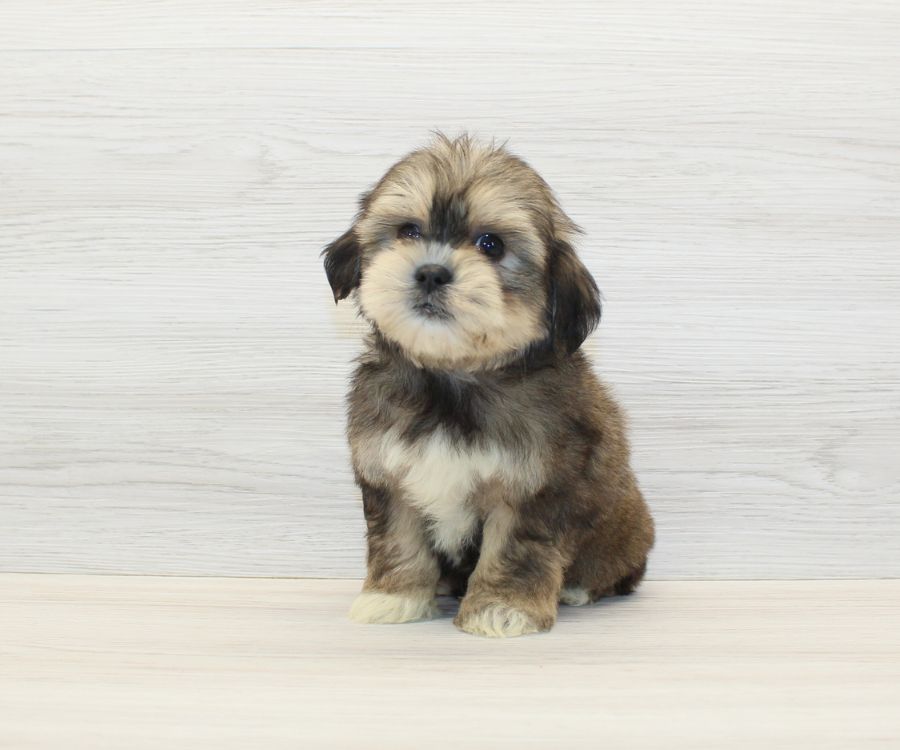 Shorkie Puppies For Sale image 5