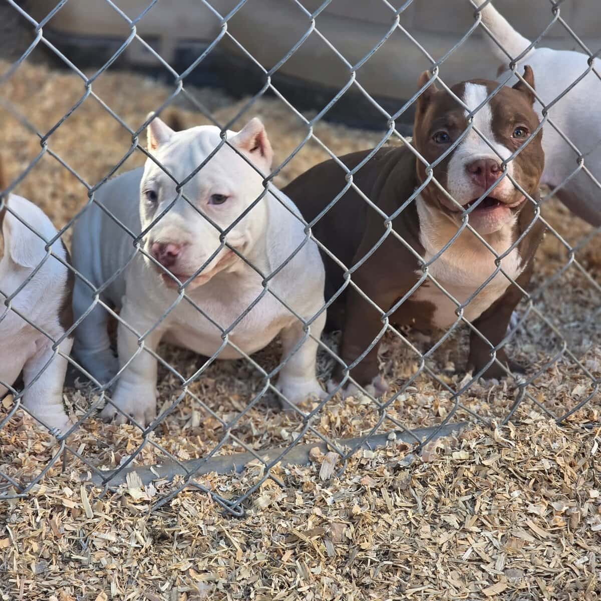 American bully puppys image 1