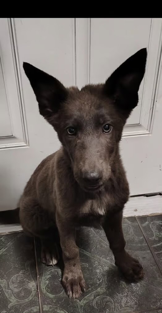 German Shepherd Puppies image 3