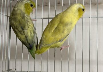 Parrotlets