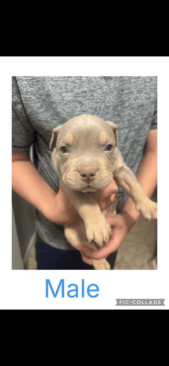 American Bullies image 3