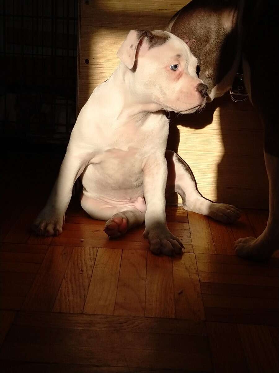 Pocket Bully Puppies • Exotic Colors • Registered image 4