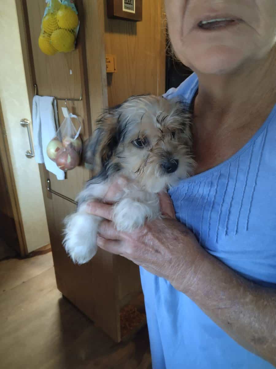 Shorkie puppies image 5