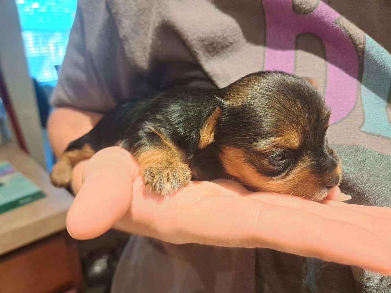 Yorkie Puppy image 5