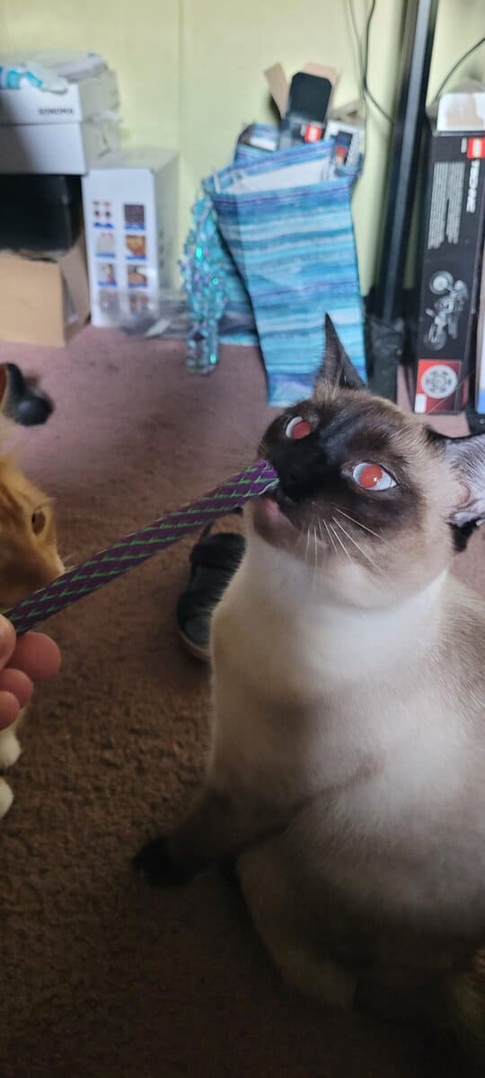 Siamese - Mix image 3