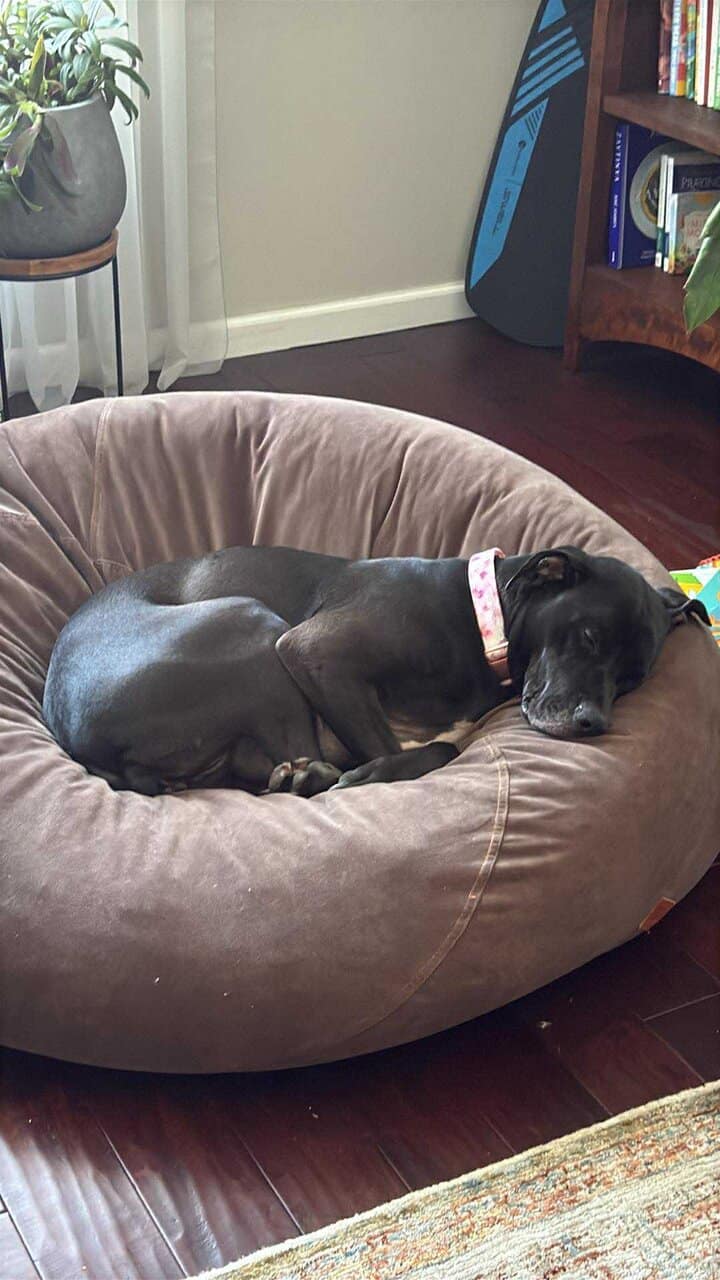 Rehoming dog image 2