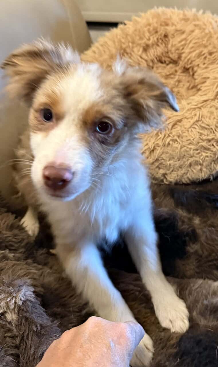 Miniature Australian Shepherd image 4