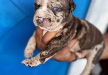 Merle American Bully Puppies for sale