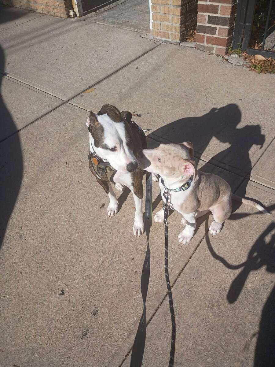 A 4 month old American Pitbull Terrier image 1