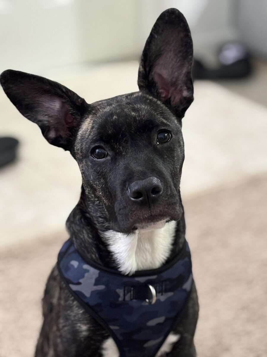 6 month old sweetheart image 1