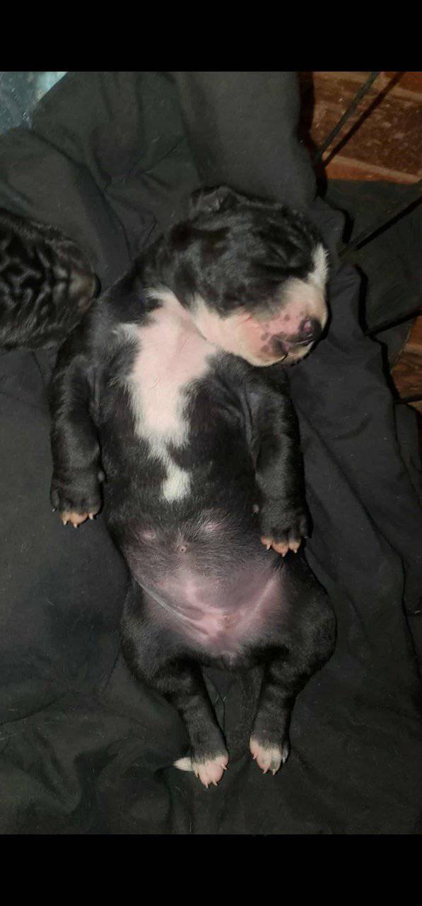 Great Dane Puppies image 2