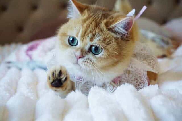 Black Golden Shell (ny12) British Shorthair Girl — image 3