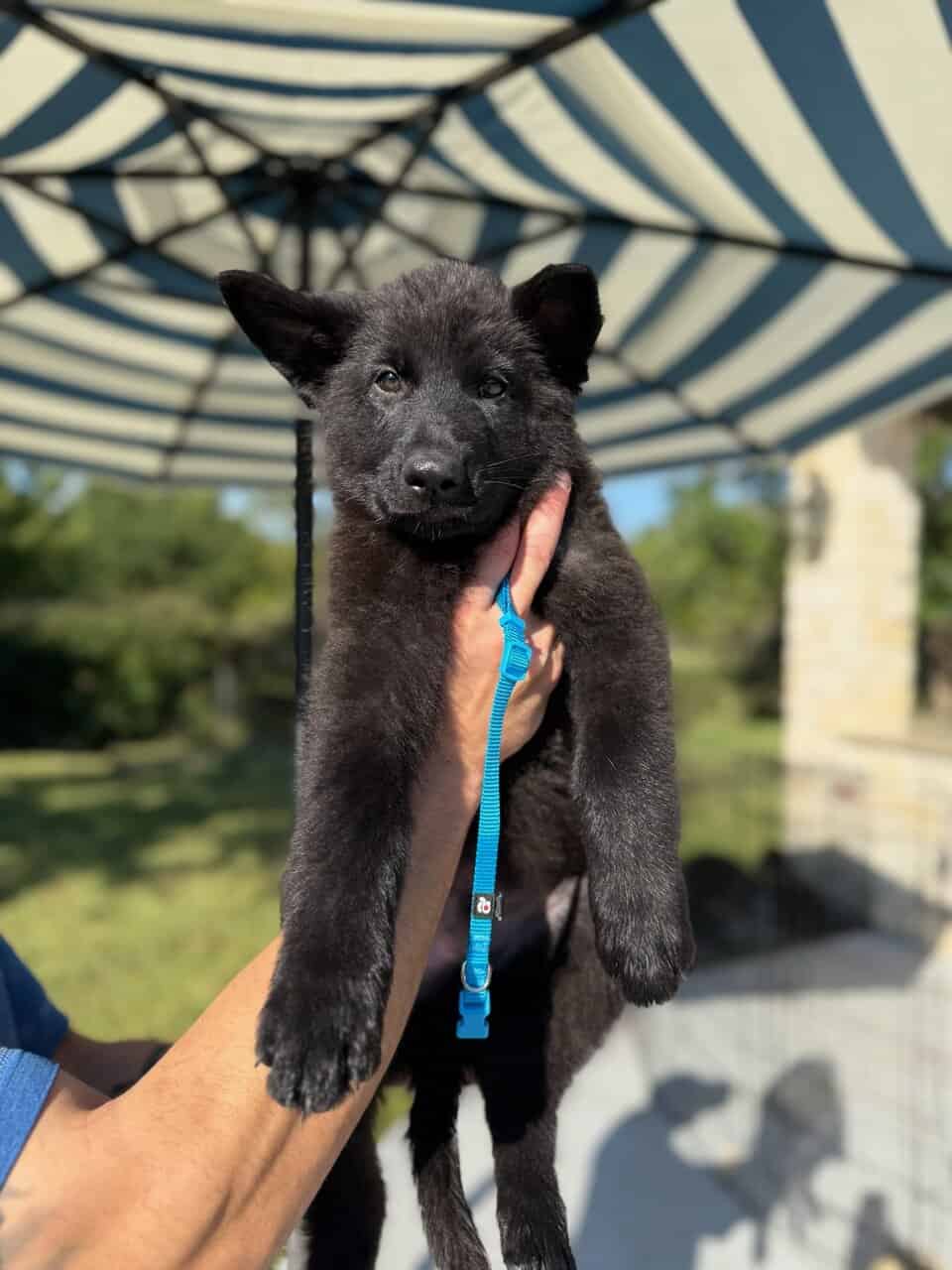 Black German Shepherd puppies 9-wks image 5