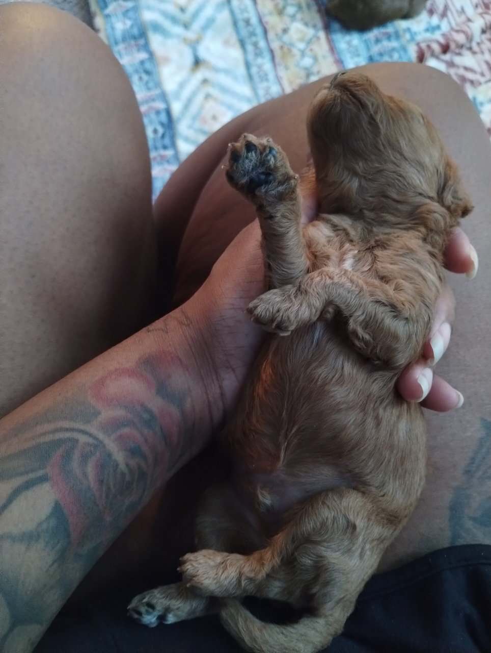 Cavapoo puppies! Ready for you to love! image 5