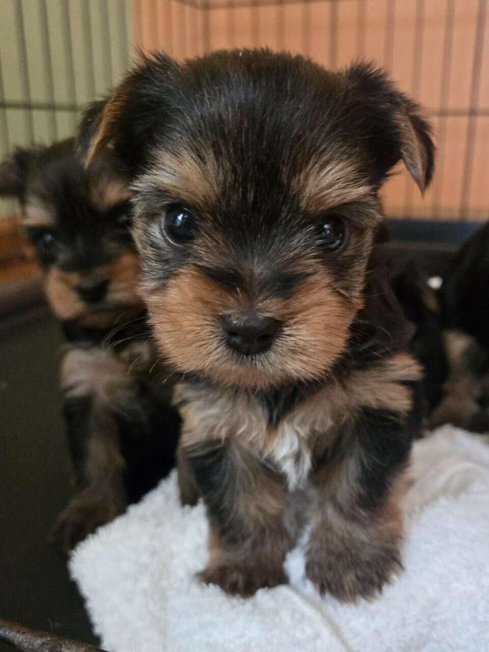 Tiny Yorkie Puppies - Female and Male Availabile image 1