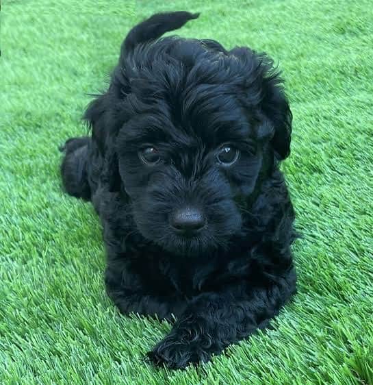 mini Goldendoodles image 2