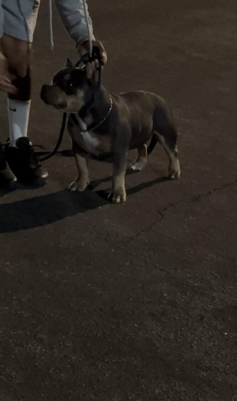 Blue tricolor 6 month old Male Pocket bully image 3