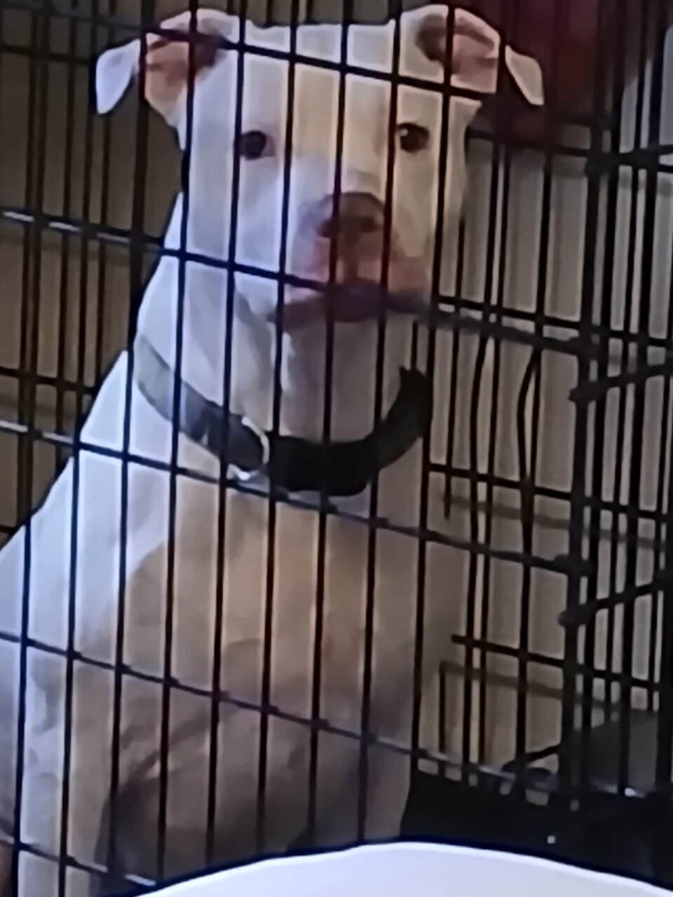 Rehome pitbull image 2