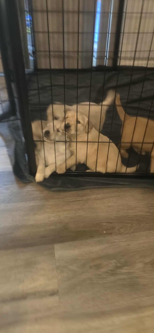 Golden Retrievers purebred puppies image 6