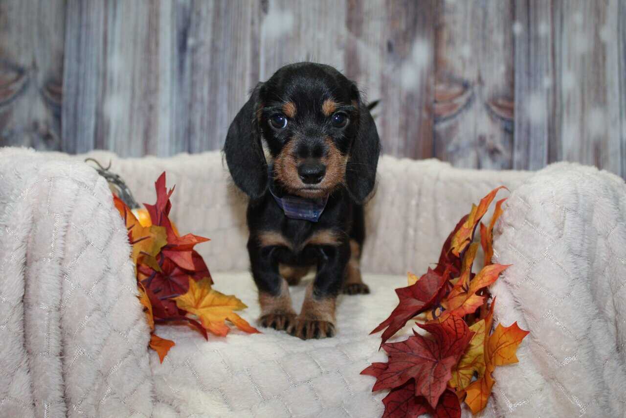 Dachshund Puppies image 3