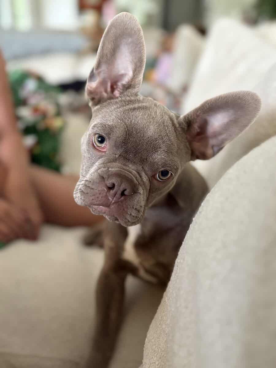 Frenchton for sale image 3
