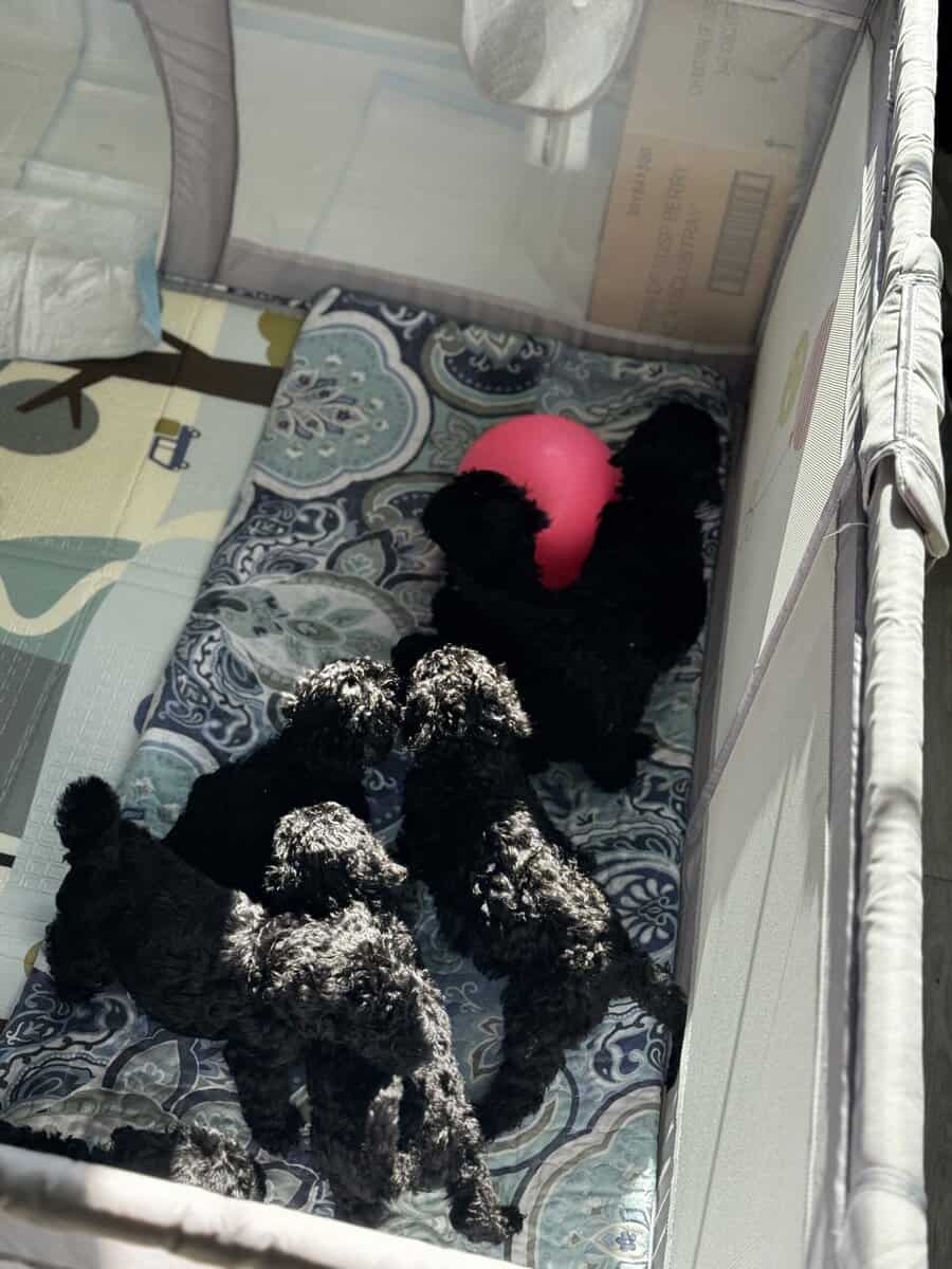 Standard Poodle Puppies – Family Raised – Ready image 7