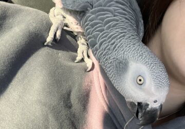 African Grey