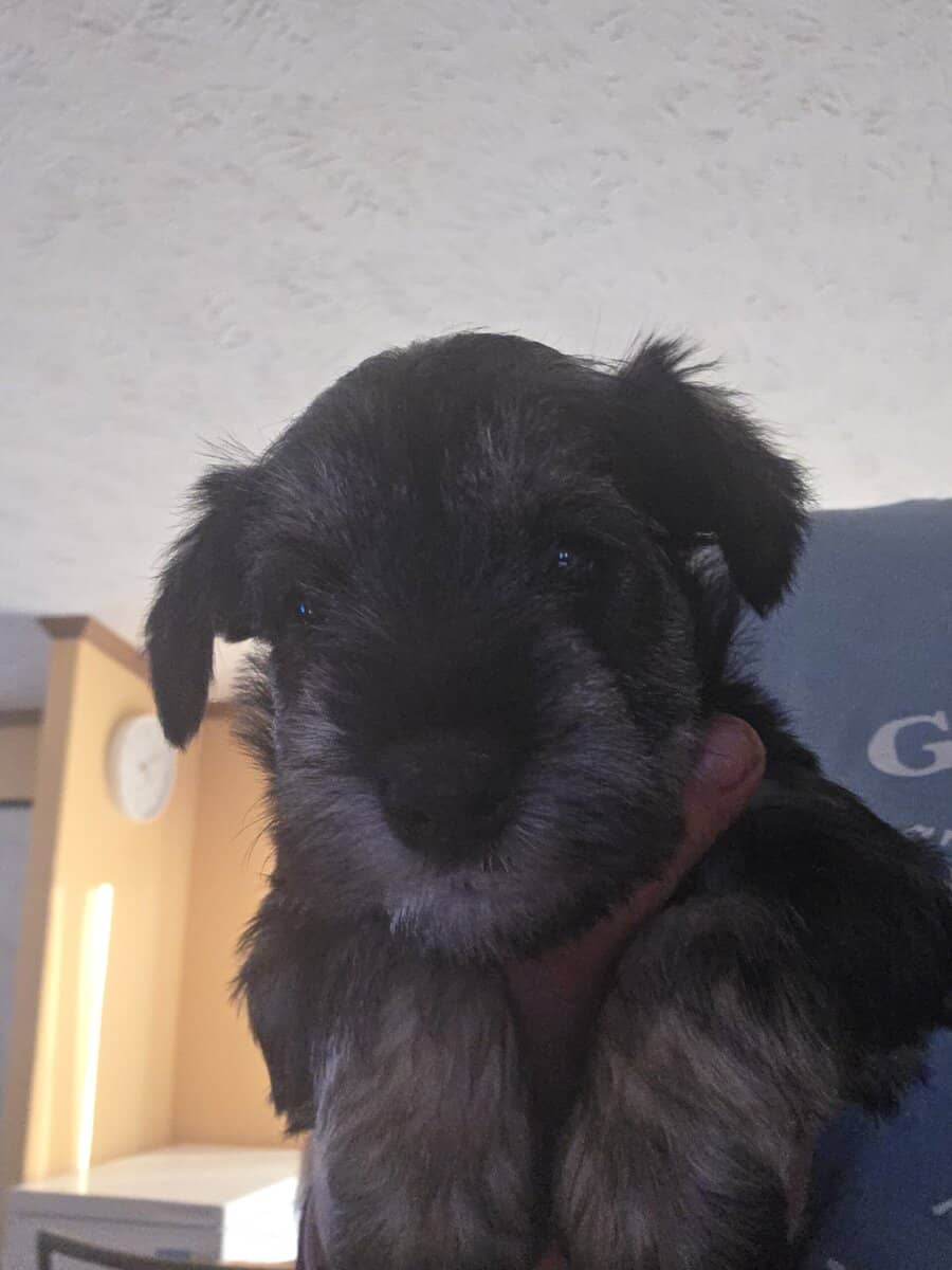 Miniature schnauzer image 7