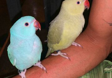 2 – Unique Ring Neck!