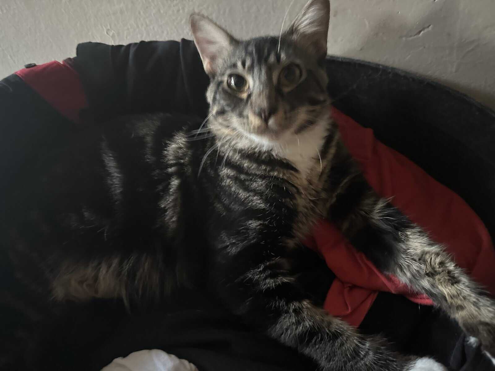Male Kitten Looking for Loving Home image 2