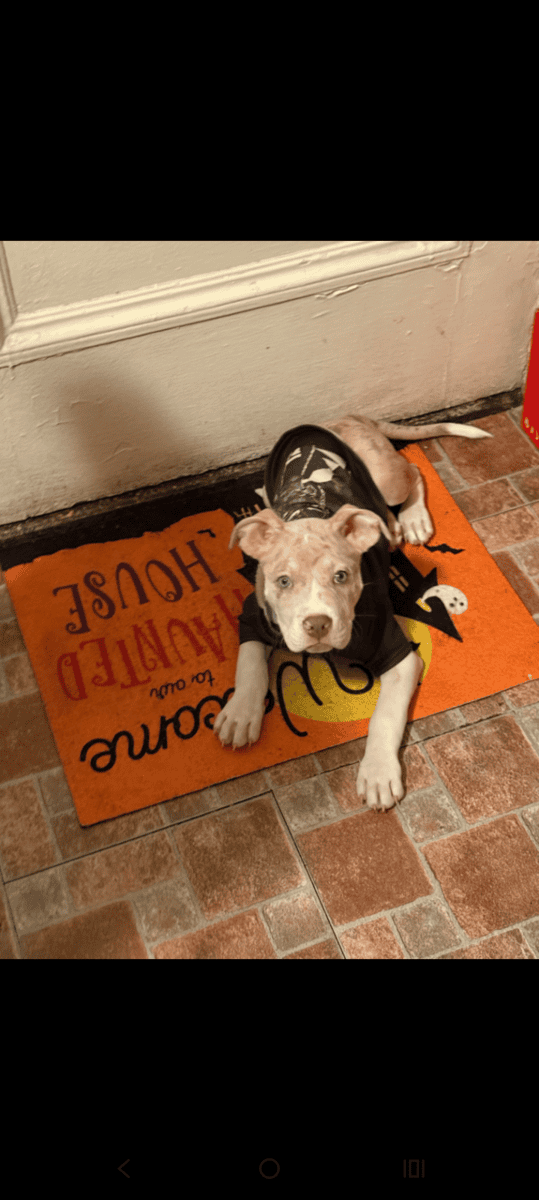A 4 month old American Pitbull Terrier image 4