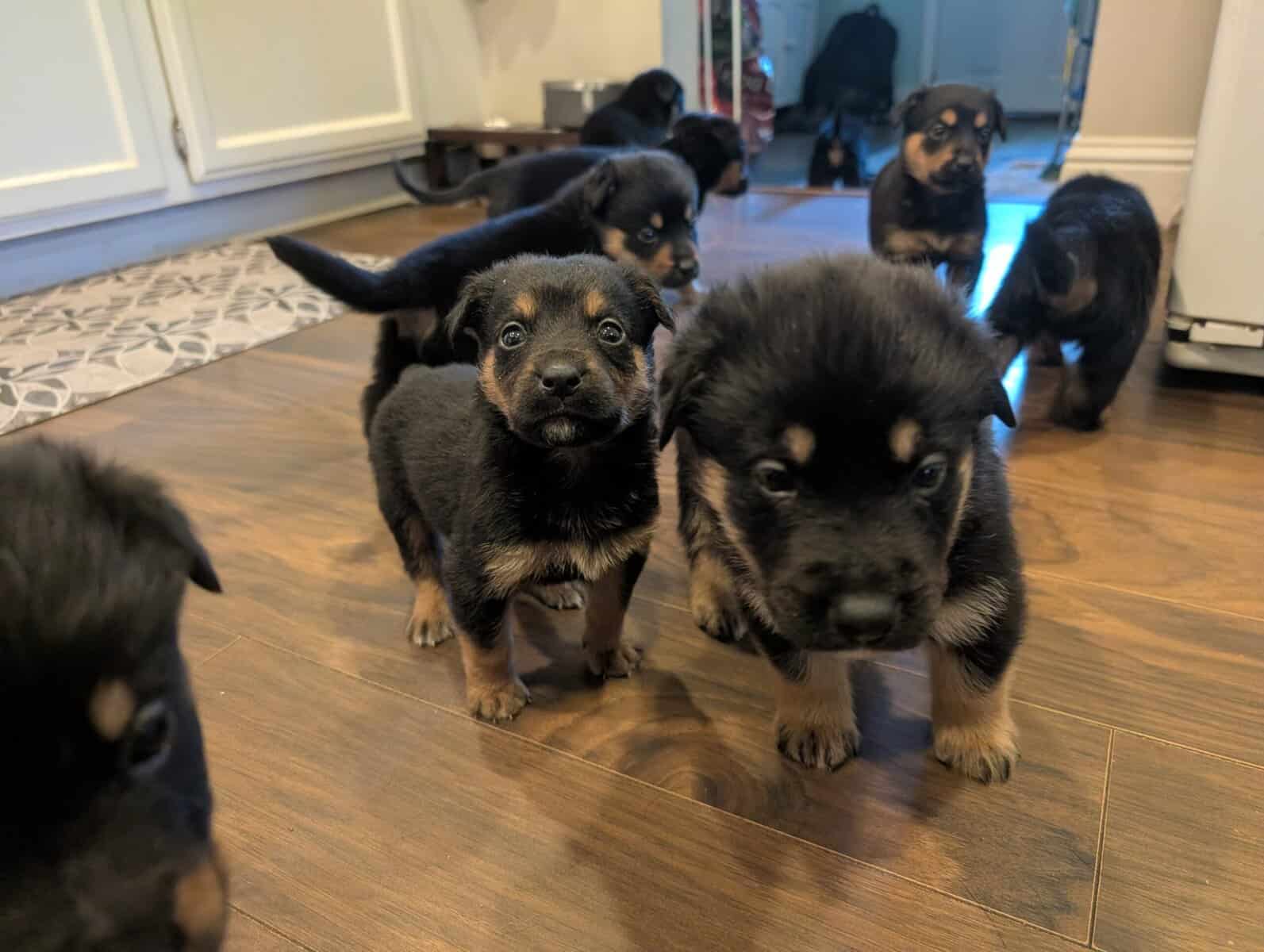 German shepherd mix puppies image 12