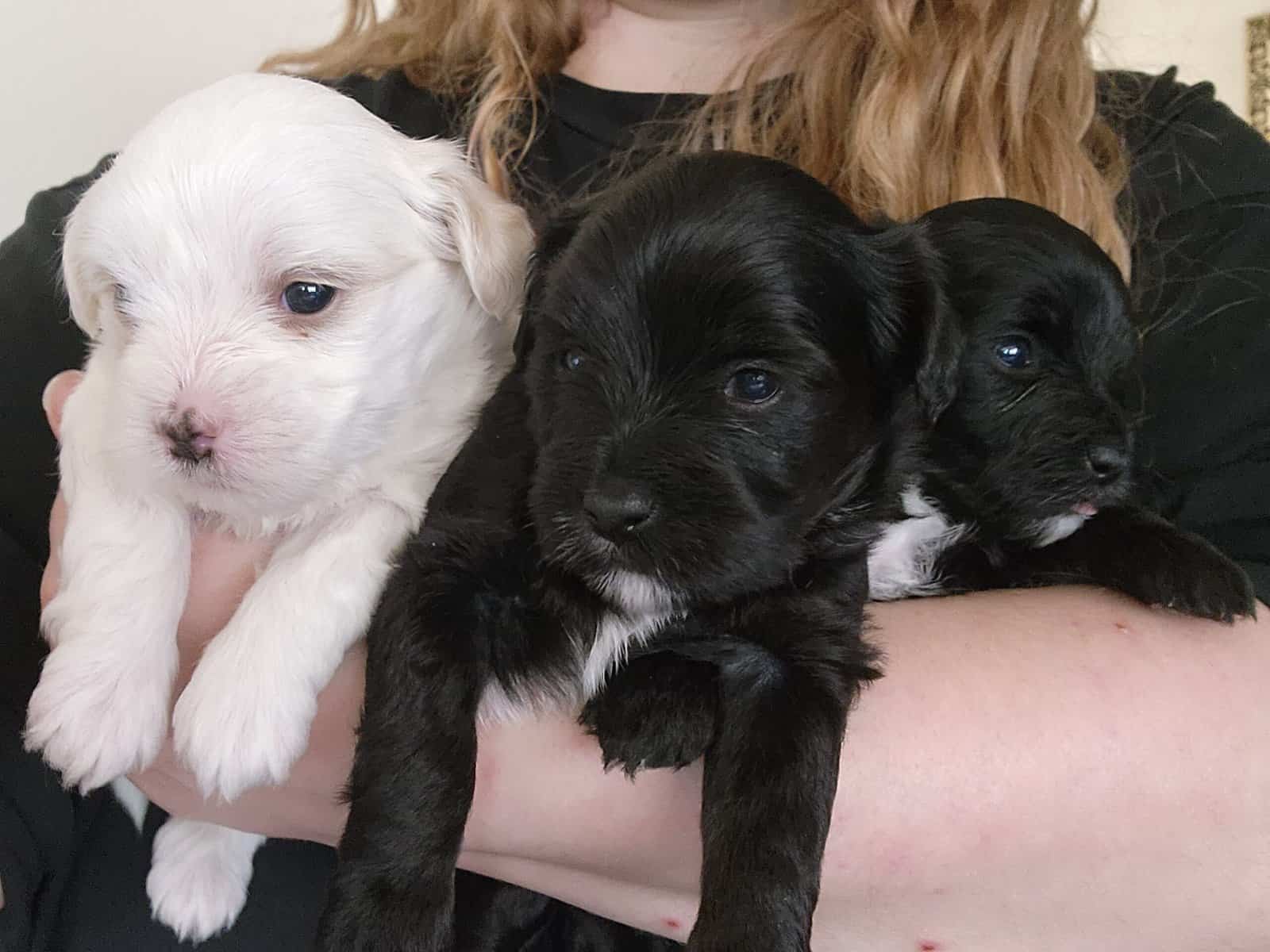 Designer Shorkipoo Puppies image 2