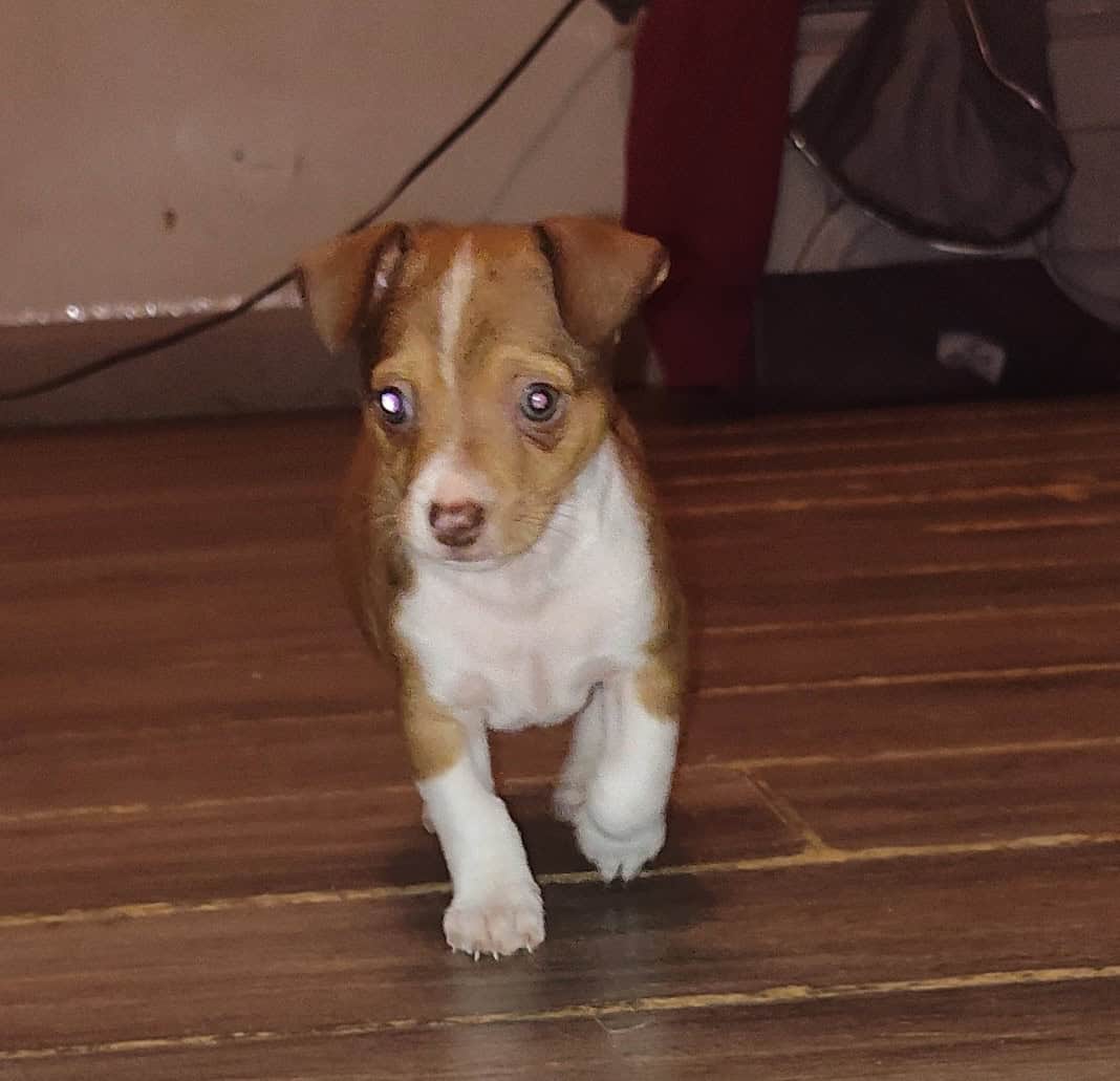 Chihuahua puppy image 1