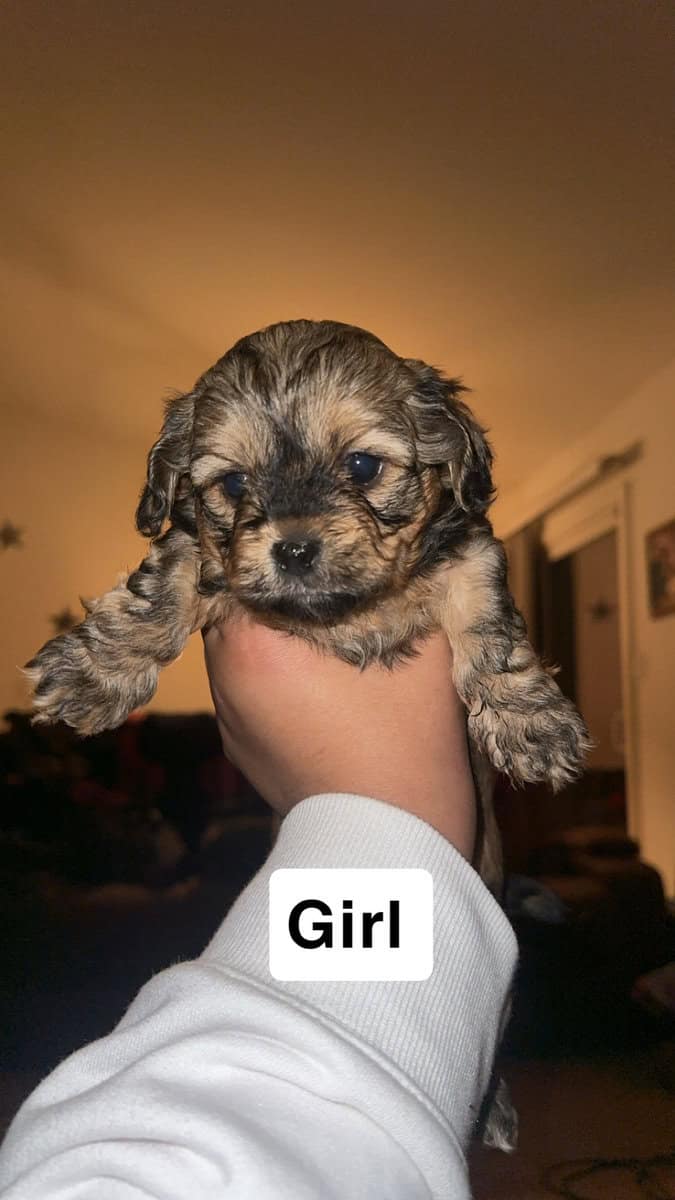 Toy poodle/ shih tzu image 3